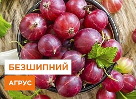 Безшипні сорти агрусу - корисні статті про садівництво від Agro-Market