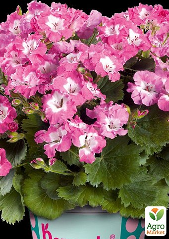 Пеларгония Королевская Bermuda "Rose"