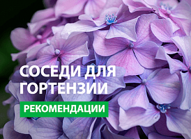 Що садити поряд із гортензією - корисні статті про садівництво від Agro-Market