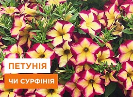 Сурфінія і петунія: основні відмінності між петунією і сурфінією | Agro-Market