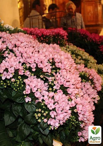 Бувардия роял роза "Королевское наслаждение" (Bouvardia Royal Roza) дм 12 см выс. 25 см