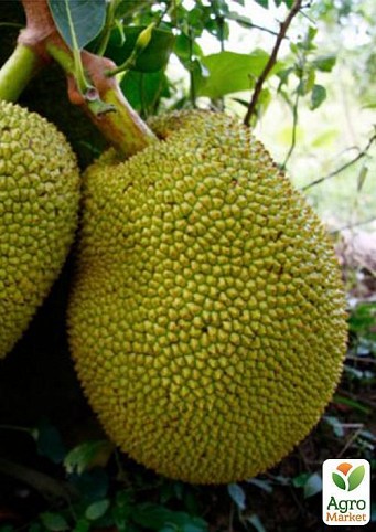 Джекфрут (Jackfruit)