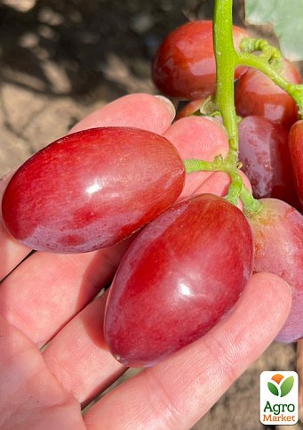 Виноград "Квазар" (сверхкрупный виноград со сладкой, хрустящей ягодой)