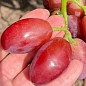 Виноград "Квазар" (сверхкрупный виноград со сладкой, хрустящей ягодой)