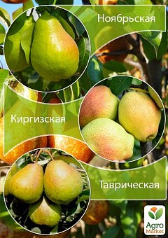 Дерево-сад Груша "Ноябрьская+Киргизская+Таврическая" 2