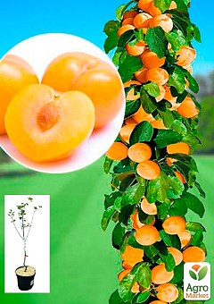 Слива-абрикос колоновидная "Априум" укорененная в контейнере (саженец 2 года)1