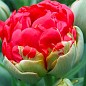 Тюльпан "Bombastic Red" 