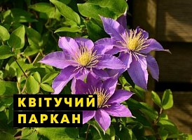 Паркан із клематисів - корисні статті про садівництво від Agro-Market