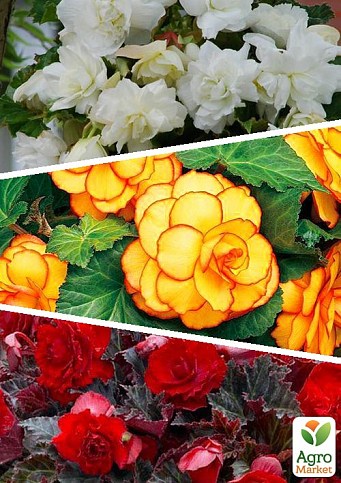 Бегония, микс из 3-х сортов "Милая бабочка" (Sweetheart Butterfly) 3шт в комплекте