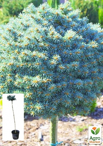 Ялина колюча на штамбі «Glauca Compacta» С5, висота 100-120см