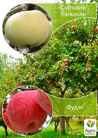 Дерево-сад Яблоня "Снежный Кальвиль+Фуджи" укорененная в контейнере (саженец 2года)