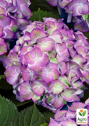 Гортензия крупнолистная 2-х летняя "Sweet Lips Purple" высота саженца 25-45см