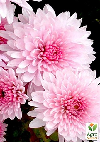 Хризантема, мікс з 3-х сортів "Льодяник" (Lollipop) 3шт в комплекті - фото 2