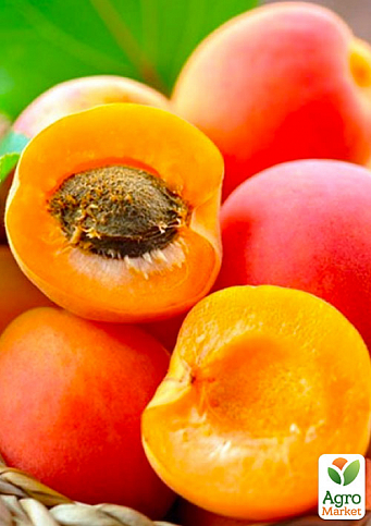 Персик-абрикос гібрид "Ромео"