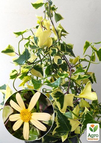 Крестовник ампельный "Senecio Macroglossus"  