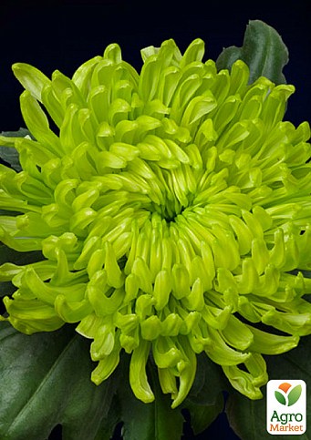 Хризантема срезочная "Globus Green"