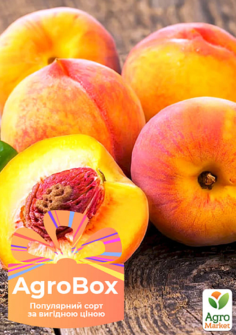 Ексклюзив! AGROBOX з саджанцем персика сорту солодкого, як мед