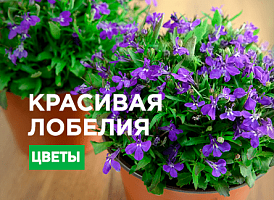 Вирощування лобелії - корисні статті про садівництво від Agro-Market