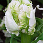 Тюльпан "White Parrot" (размер 11/12 , крупный) 3шт в упаковке