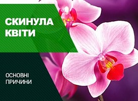 Орхідея скинула квіти: що робити - корисні статті про садівництво від Agro-Market