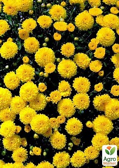 Хризантема мультифлора куляста "Bandol Yellow"2