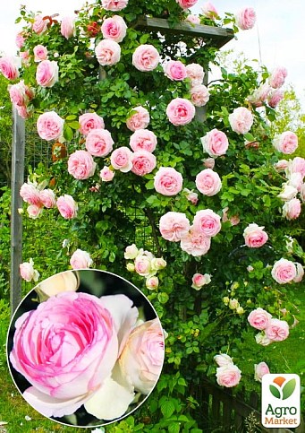 Троянда в контейнері плетиста "Pierre de Ronsard" (саджанець класу АА+) - фото 2