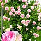 Троянда в контейнері плетиста "Pierre de Ronsard" (саджанець класу АА+) купить
