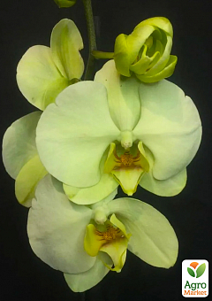 Орхидея (Phalaenopsis) "Cascade Lime"9