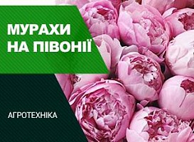 Мурахи на півоніях: як їх позбутися - корисні статті про садівництво від Agro-Market