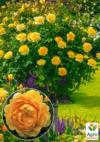Окулянты Розы на штамбе «Golden Celebration»