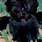 Ирис бородатый крупноцветковый "Black" 1шт  в упаковке