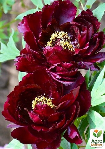 Пион древовидный "Black Panther"  - фото 2