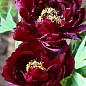 Пион древовидный "Black Panther"  купить