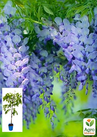 Глициния 3-х летняя китайская "Блу сапфир" (Wisteria chinensis Blue Sapphire) С2, высота саженца 60-100см