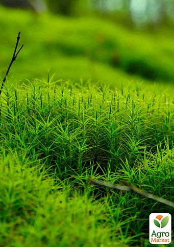 Моховатка (мшанка, ірландський мох) "Black Moss"