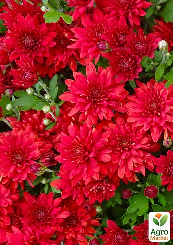 Хризантема  "Branopal Red" (мультифлора)