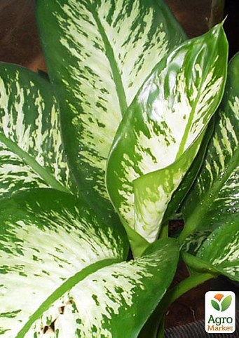Диффенбахия тропический снег "Dieffenbachia segu. Tropic Snow" дм 19 см выс. 65 см