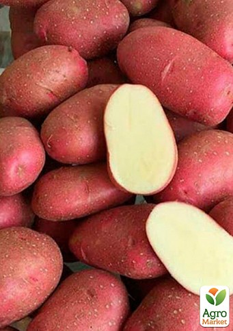 Картопля "Рікарда" насіннєва рання (1 репродукція) 5кг