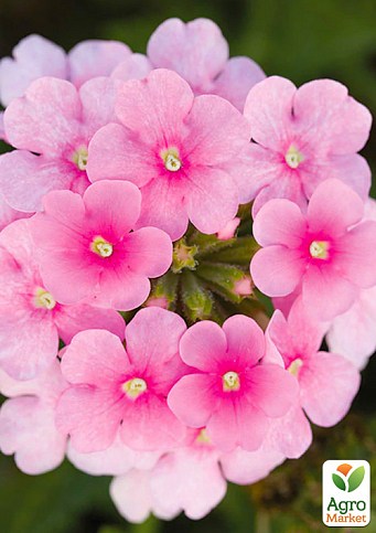 Вербена ампельная "Cascade Pink Shades"