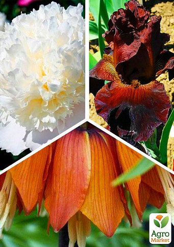 Микс луковиц из 3-х сортов "Весенний аромат" (Spring scent) 3шт луковиц