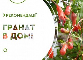 Як виростити гранат з кісточки - корисні статті про садівництво від Agro-Market