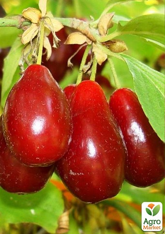 Кизил щеплений "Grenadier" саджанець 2 роки (ранній термін дозрівання, великоплідний) - фото 2