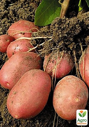 Картофель "Розалинд" семенной ранний (1 репродукция) 1кг