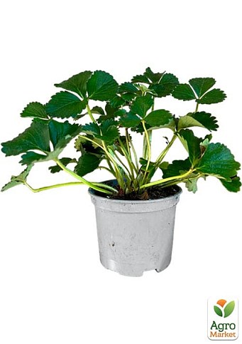 LMTD Полуниця ремонтантна махровоквітуча "White Snow" (горщикове, тривале плодоношення) - фото 2