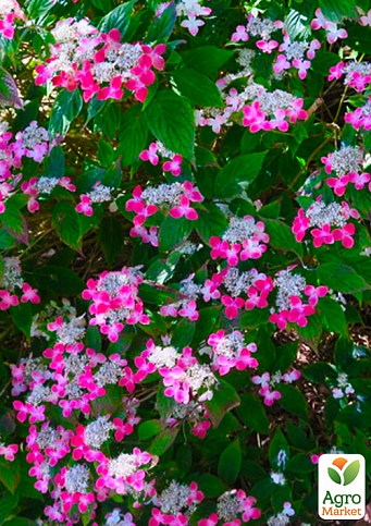 Гортензия пильчатая "Kurenai"(Hydrangea serrata Kurenai)
