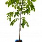 Гліцинія 3-річна китайська "Созерн Бел" (Wisteria chinensis Southern Belle) С2, висота саджанця 60-100см цена