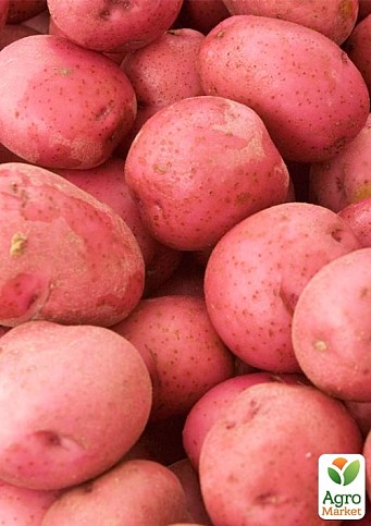 Картопля "Фортуна" насіннєва середньорання (1 репродукція) 1кг - фото 2