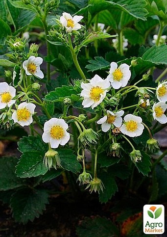 LMTD Полуниця ремонтантна махровоквітуча "White Snow" (горщикове, тривале плодоношення) - фото 3