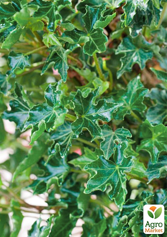 Плющ звичайний 2-х річний "Ivalace" С2 висота 25-50см - фото 4