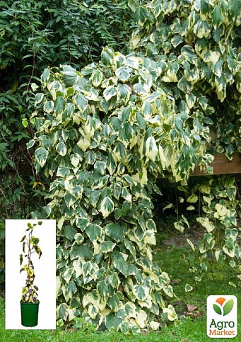 Плющ колхидський 2-х річний "Dentata Variegata" C2 висота 40-90см